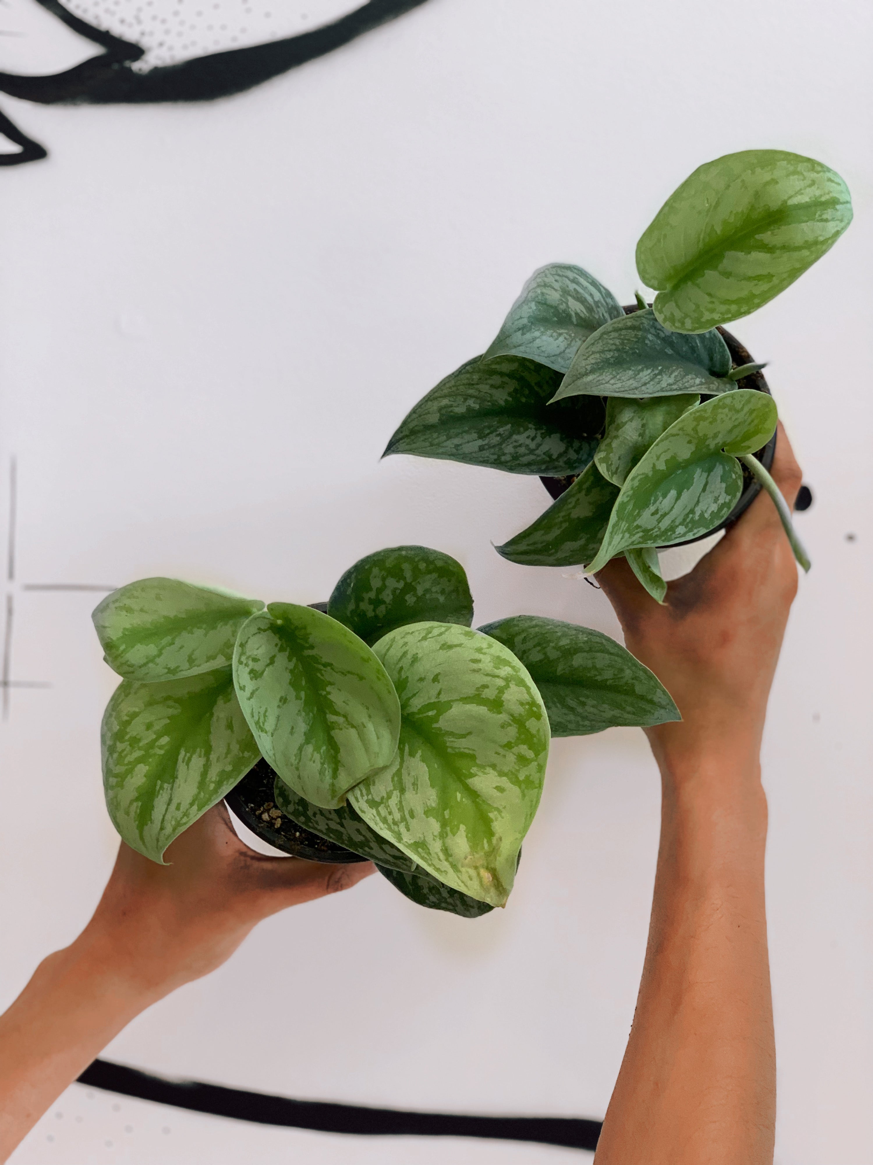 Scindapsus Pictus 'Exotica'