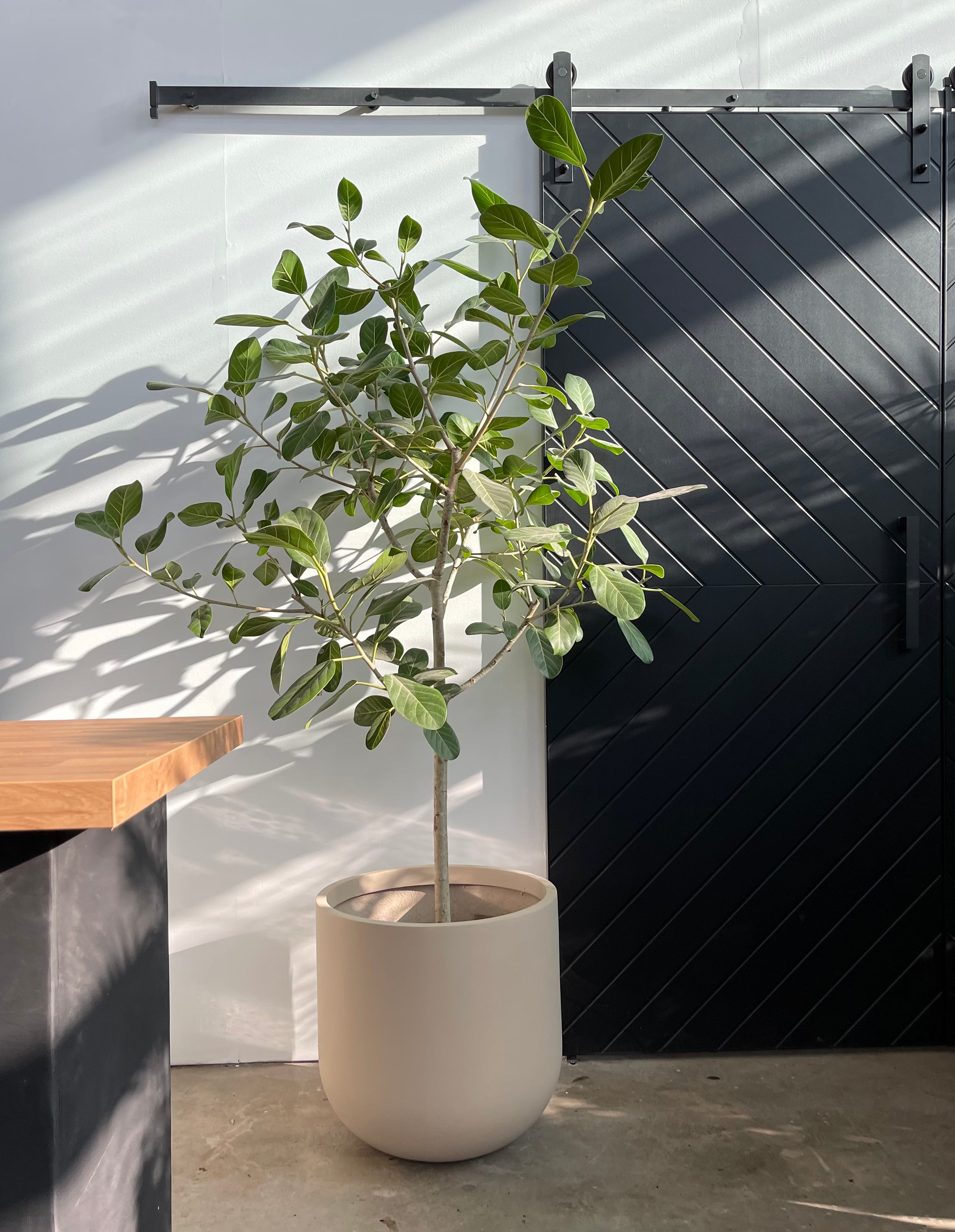 Ficus benghalensis 'Ficus Audrey'