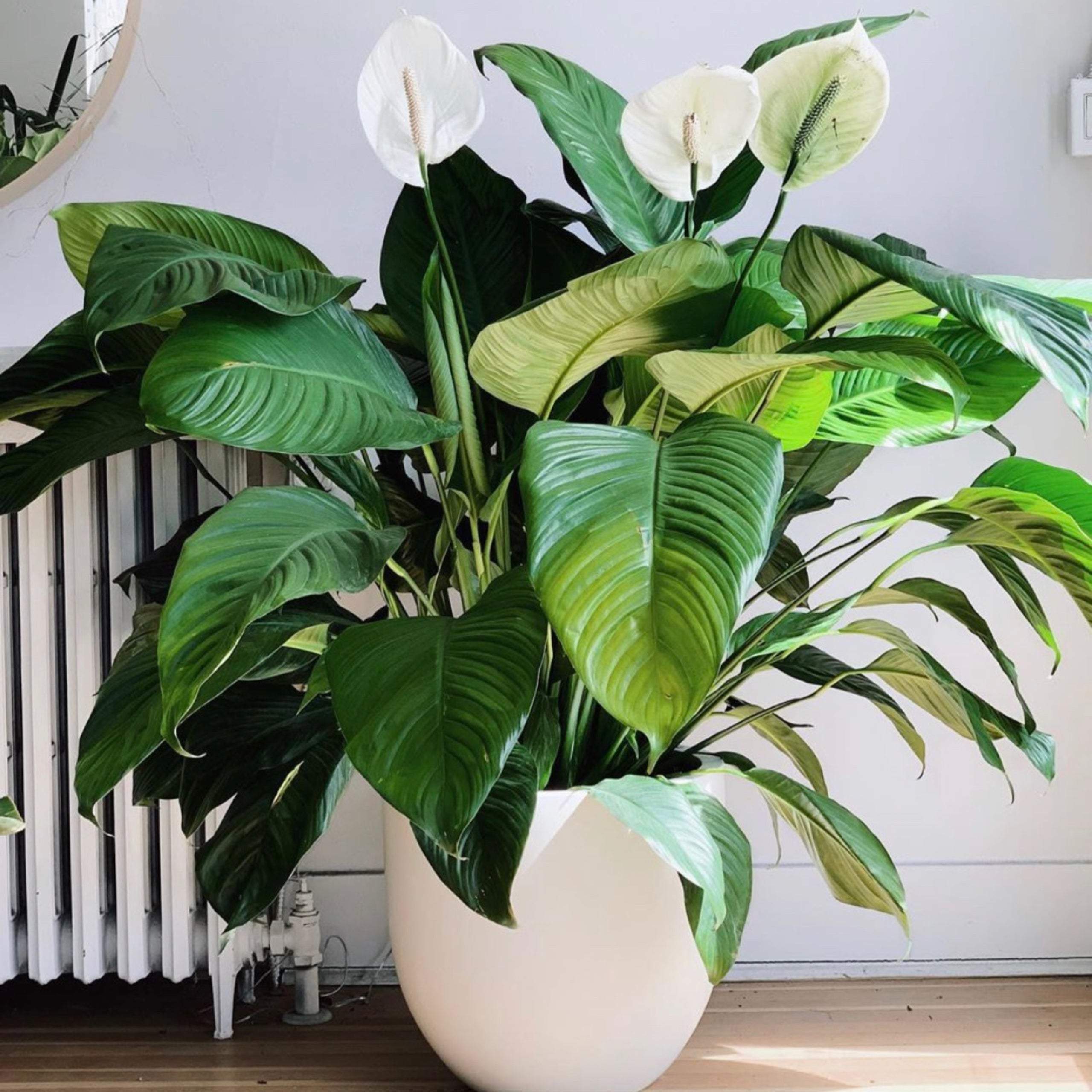 Spathiphyllum “Peace Lily”