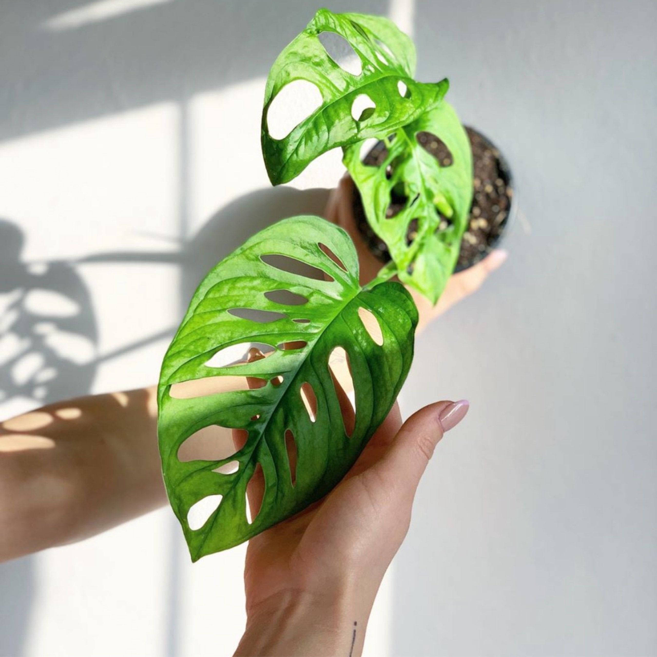 Monstera Adansonii 'Swiss Cheese Plant'