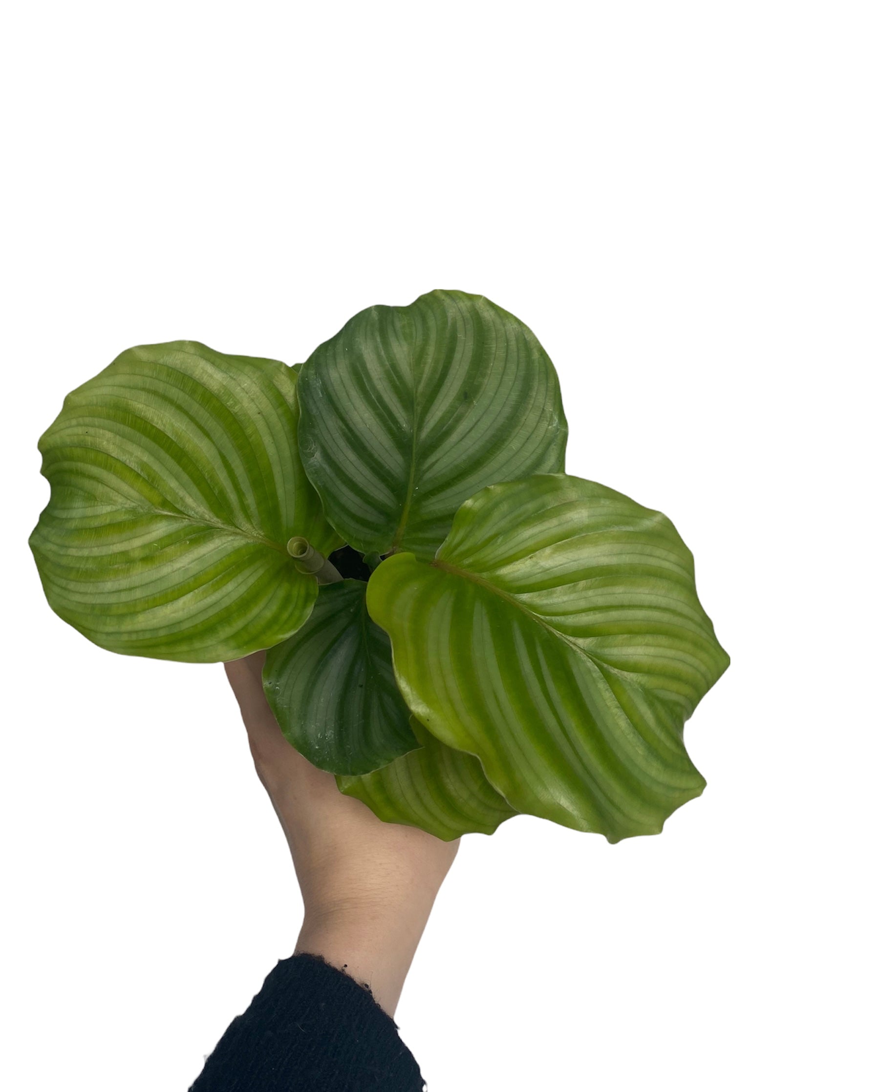 Calathea Linden “Orbifolia”