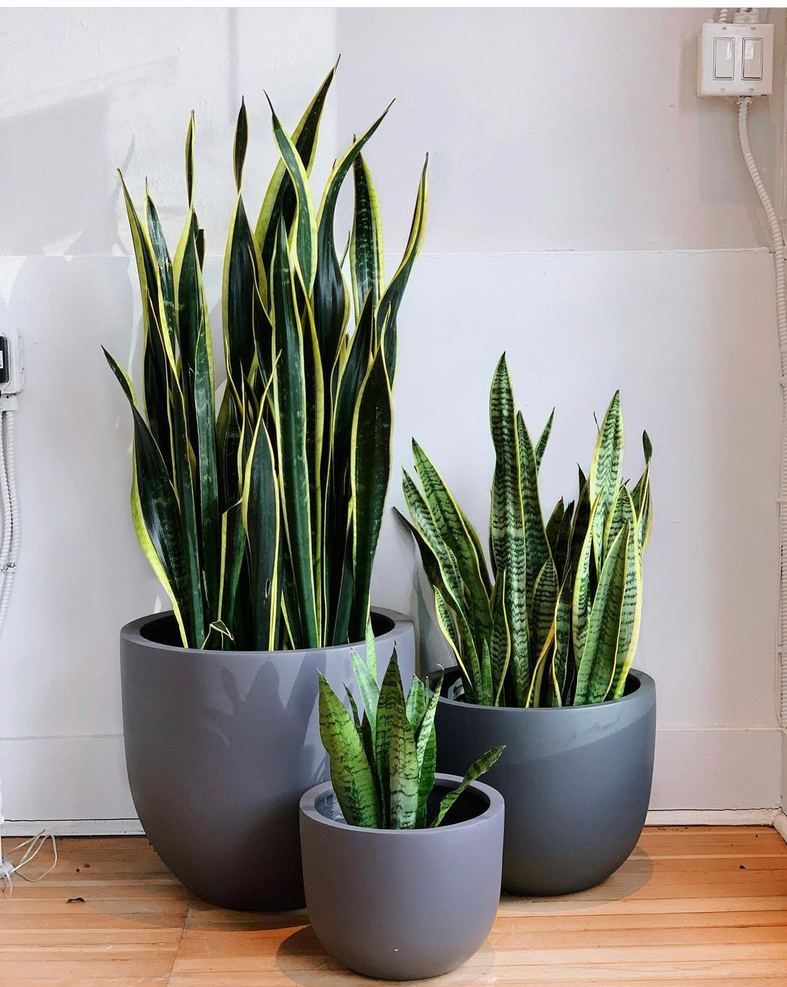 Sansevieria 'Snake Plant'