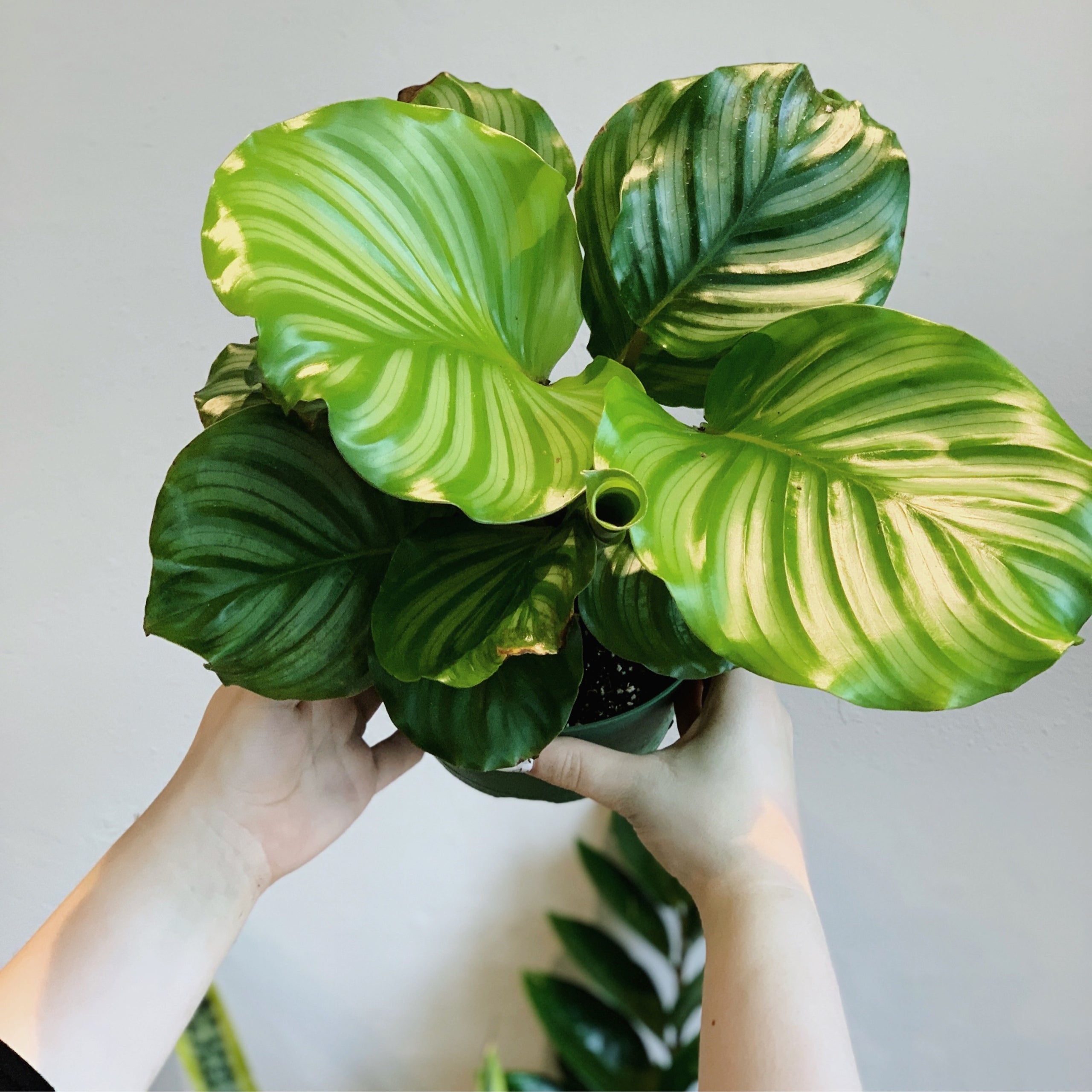 Calathea Linden “Orbifolia”