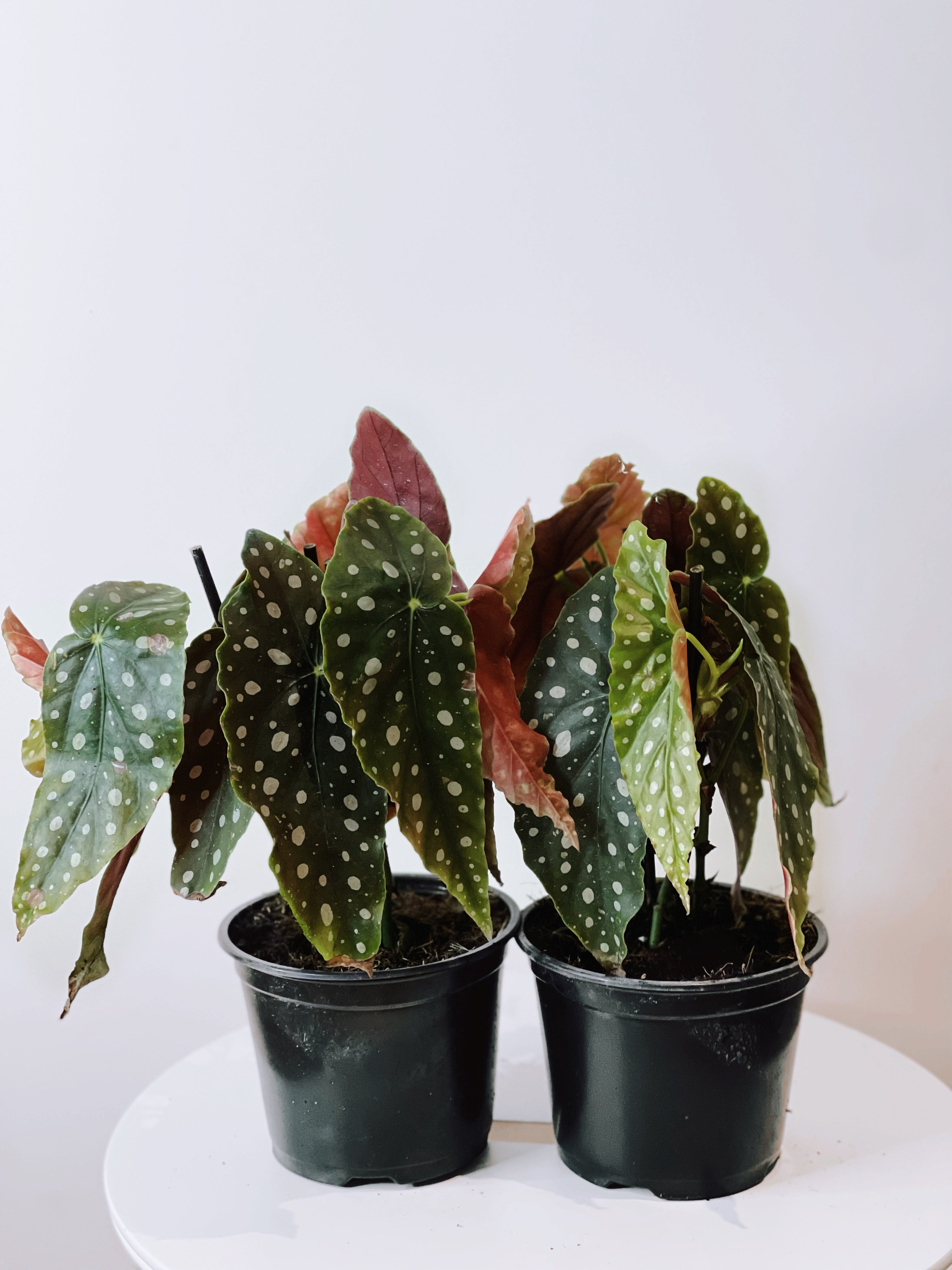 Begonia Maculata  “Polka Dot Begonia”