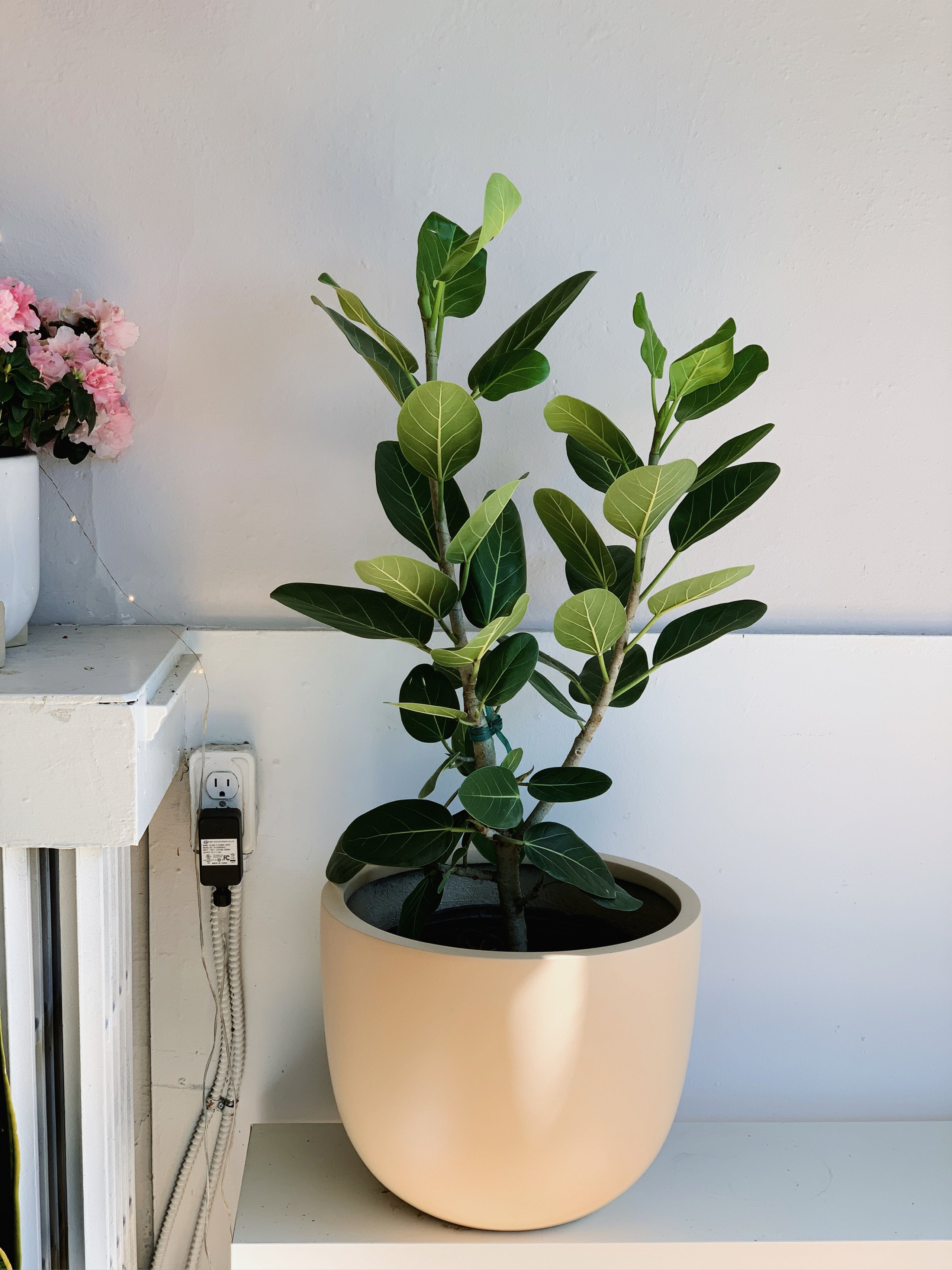 Ficus benghalensis 'Ficus Audrey'