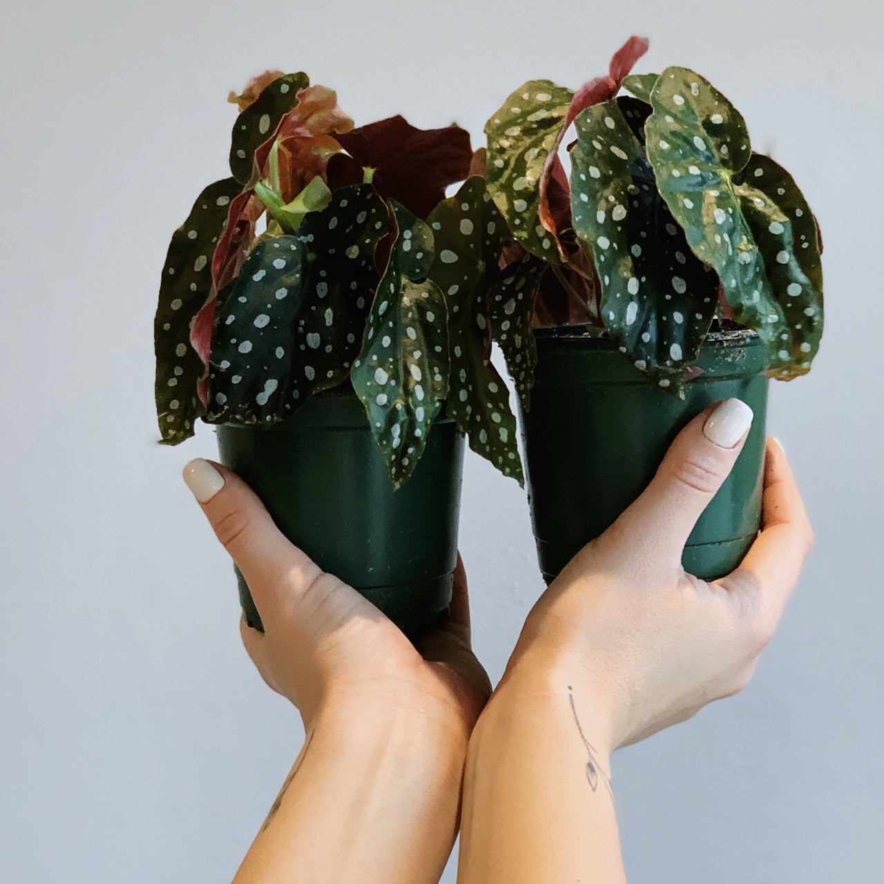 Begonia Maculata  “Polka Dot Begonia”