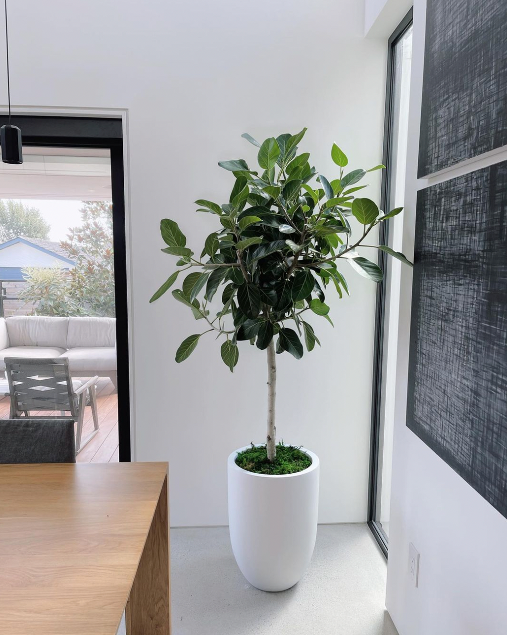 ficus audrey vancouver Ficus benghalensis 'Ficus Audrey'