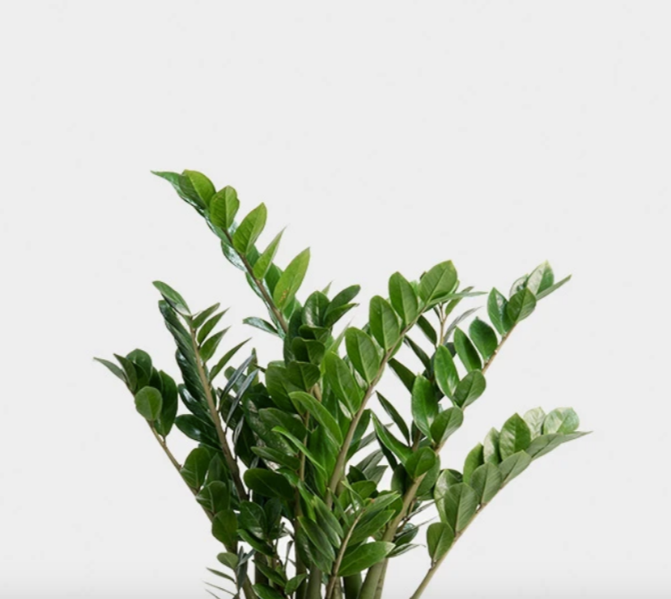 Zamioculcas Zamiifolia 'ZZ Plant'