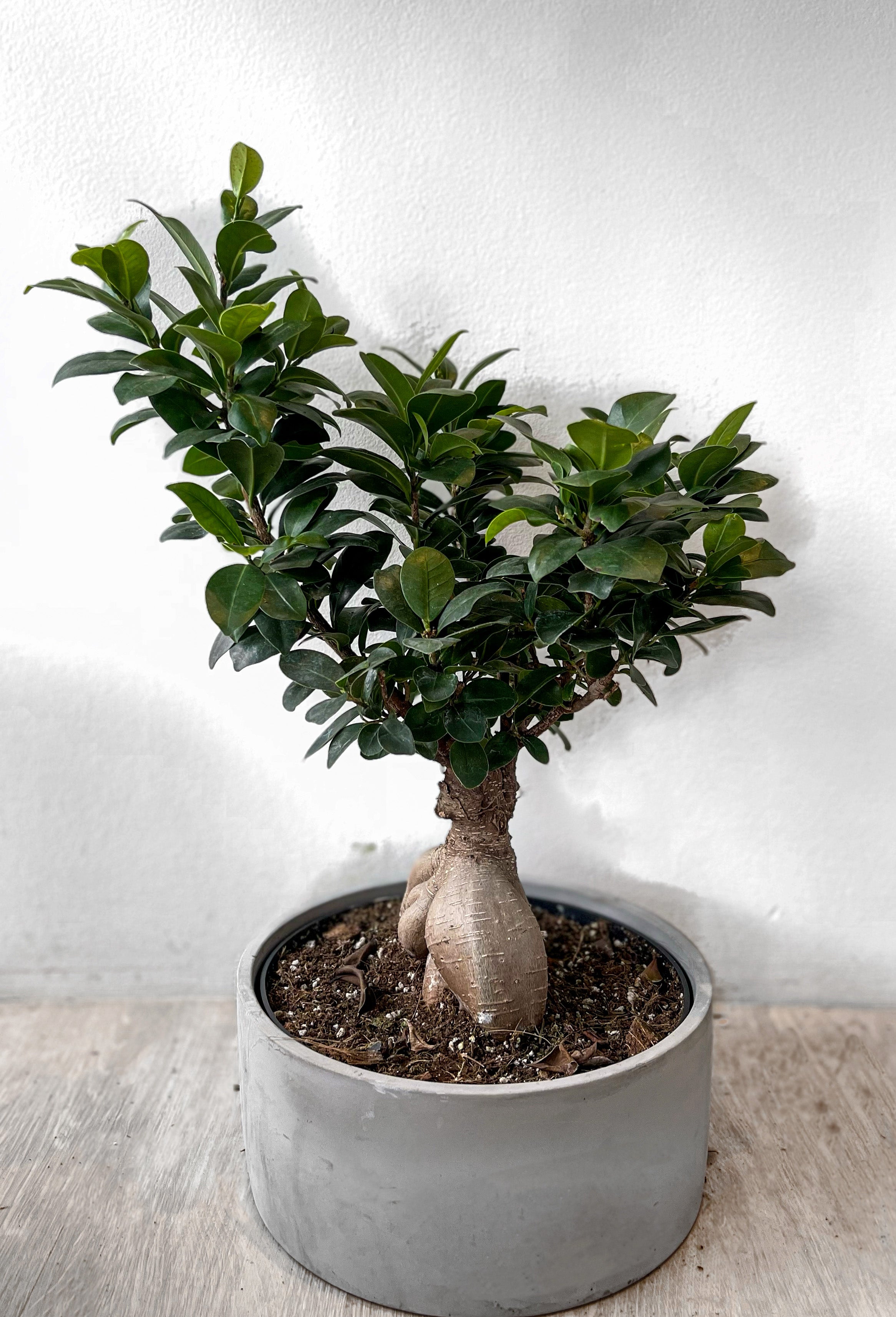 Bonsai Ficus Ginseng