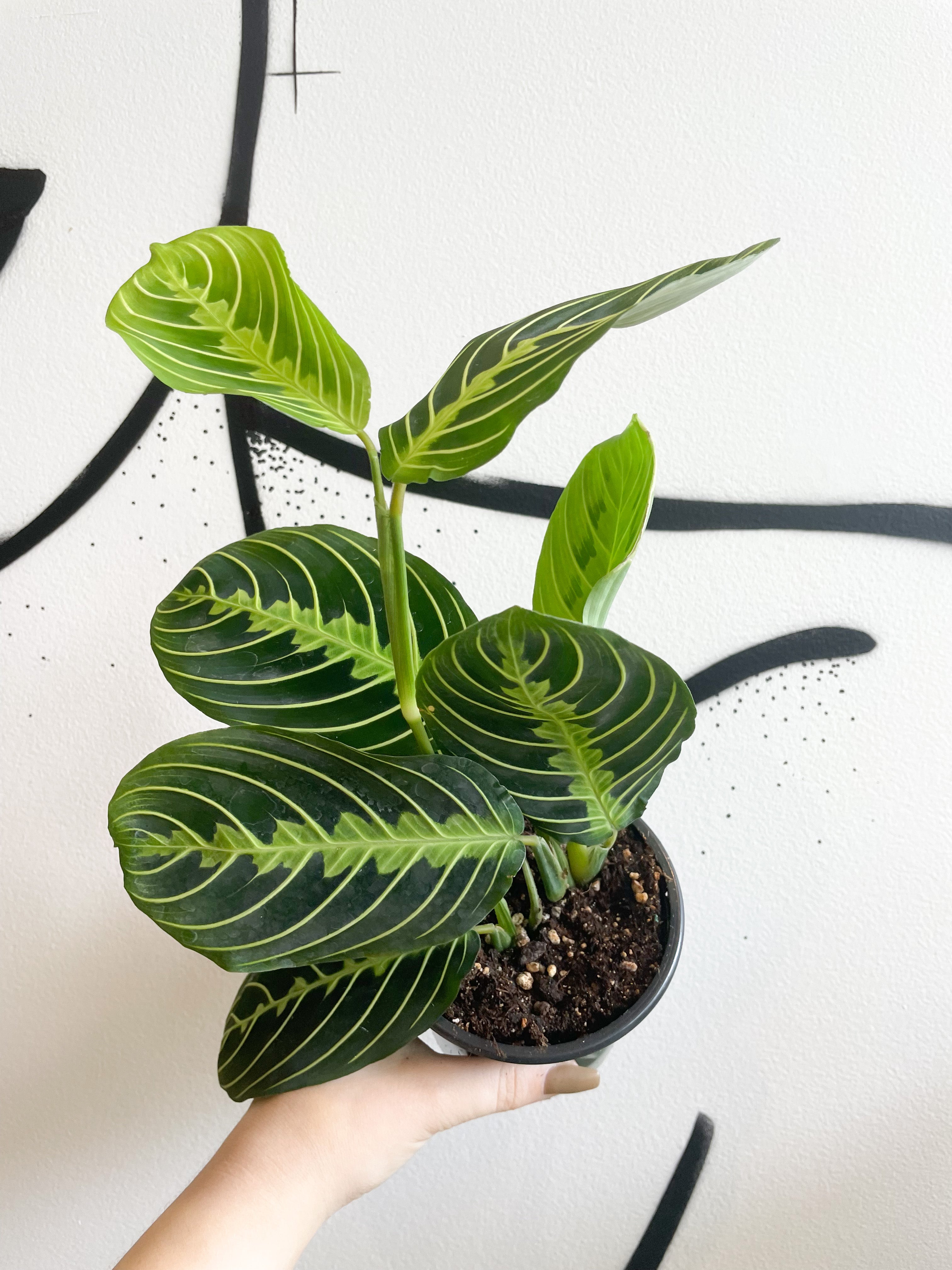 Prayer Plant